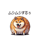 太っちょ柴犬の梅雨と初夏（個別スタンプ：9）