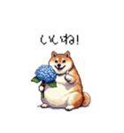 太っちょ柴犬の梅雨と初夏（個別スタンプ：16）