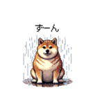 太っちょ柴犬の梅雨と初夏（個別スタンプ：17）