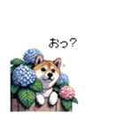 太っちょ柴犬の梅雨と初夏（個別スタンプ：18）