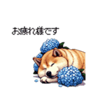 太っちょ柴犬の梅雨と初夏（個別スタンプ：20）