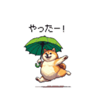 太っちょ柴犬の梅雨と初夏（個別スタンプ：21）
