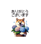 太っちょ柴犬の梅雨と初夏（個別スタンプ：23）