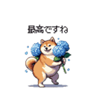 太っちょ柴犬の梅雨と初夏（個別スタンプ：28）