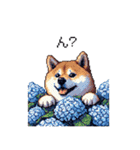 太っちょ柴犬の梅雨と初夏（個別スタンプ：33）