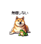 太っちょ柴犬の梅雨と初夏（個別スタンプ：35）