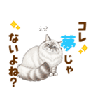 ふわもこサイベリアンの気持ちスタンプ（個別スタンプ：15）