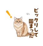 ふわもこサイベリアンの気持ちスタンプ（個別スタンプ：21）