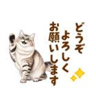 ふわもこサイベリアンの気持ちスタンプ（個別スタンプ：24）