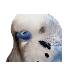 セキセイインコ ちんちゃんの主張（個別スタンプ：1）
