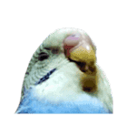 セキセイインコ ちんちゃんの主張（個別スタンプ：3）