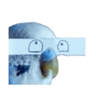 セキセイインコ ちんちゃんの主張（個別スタンプ：4）