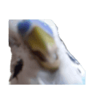 セキセイインコ ちんちゃんの主張（個別スタンプ：5）