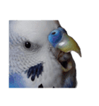 セキセイインコ ちんちゃんの主張（個別スタンプ：6）