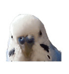 セキセイインコ ちんちゃんの主張（個別スタンプ：7）