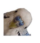 セキセイインコ ちんちゃんの主張（個別スタンプ：8）