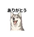 ハスキー犬☆日常会話☆毎日使いたい☆（個別スタンプ：1）