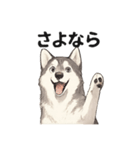 ハスキー犬☆日常会話☆毎日使いたい☆（個別スタンプ：3）