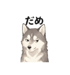 ハスキー犬☆日常会話☆毎日使いたい☆（個別スタンプ：5）