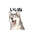 ハスキー犬☆日常会話☆毎日使いたい☆（個別スタンプ：8）