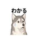 ハスキー犬☆日常会話☆毎日使いたい☆（個別スタンプ：10）