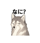 ハスキー犬☆日常会話☆毎日使いたい☆（個別スタンプ：11）