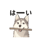 ハスキー犬☆日常会話☆毎日使いたい☆（個別スタンプ：16）