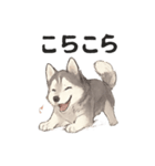 ハスキー犬☆日常会話☆毎日使いたい☆（個別スタンプ：19）