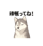 ハスキー犬☆日常会話☆毎日使いたい☆（個別スタンプ：20）