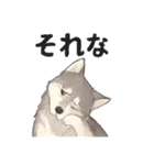 ハスキー犬☆日常会話☆毎日使いたい☆（個別スタンプ：26）