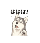 ハスキー犬☆日常会話☆毎日使いたい☆（個別スタンプ：34）