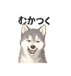 ハスキー犬☆日常会話☆毎日使いたい☆（個別スタンプ：35）