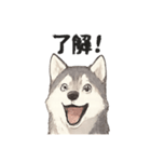 ハスキー犬☆日常会話☆毎日使いたい☆（個別スタンプ：39）