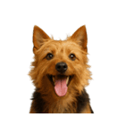 ハッピー顔（犬編） Part2（個別スタンプ：10）