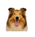ハッピー顔（犬編） Part2（個別スタンプ：15）