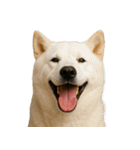 ハッピー顔（犬編） Part2（個別スタンプ：39）