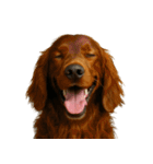 ハッピー顔（犬編） Part3（個別スタンプ：2）