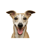 ハッピー顔（犬編） Part3（個別スタンプ：7）