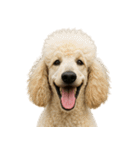 ハッピー顔（犬編） Part3（個別スタンプ：19）