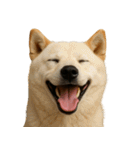 ハッピー顔（犬編） Part3（個別スタンプ：40）