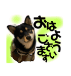 黒柴 さん太 僕が今の気持ちを伝えます。（個別スタンプ：1）