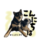 黒柴 さん太 僕が今の気持ちを伝えます。（個別スタンプ：2）