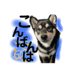黒柴 さん太 僕が今の気持ちを伝えます。（個別スタンプ：3）