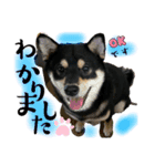 黒柴 さん太 僕が今の気持ちを伝えます。（個別スタンプ：6）