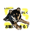 黒柴 さん太 僕が今の気持ちを伝えます。（個別スタンプ：9）