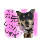 黒柴 さん太 僕が今の気持ちを伝えます。（個別スタンプ：10）