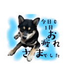 黒柴 さん太 僕が今の気持ちを伝えます。（個別スタンプ：11）
