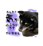 黒柴 さん太 僕が今の気持ちを伝えます。（個別スタンプ：13）