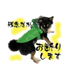 黒柴 さん太 僕が今の気持ちを伝えます。（個別スタンプ：14）