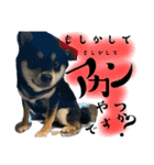 黒柴 さん太 僕が今の気持ちを伝えます。（個別スタンプ：15）
